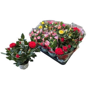 RO KORDANA GEM 5 SRT