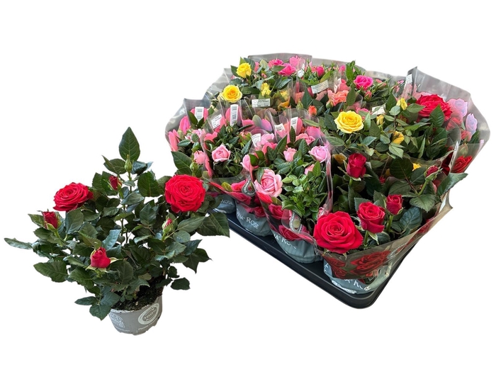 <h4>RO KORDANA GEM 5 SRT</h4>