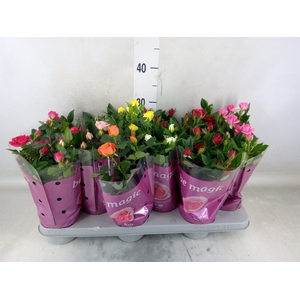 Rosa  'Beau Monde'   ...mix