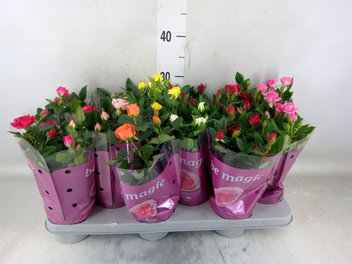 <h4>Rosa  'Beau Monde'   ...mix</h4>