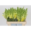 Antirrhinum Potomac Yellow