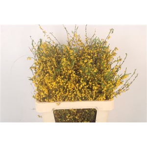 Erica All Gold ( New )