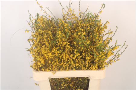 <h4>Erica All Gold ( New )</h4>