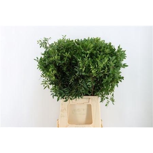 PISTA OV BLAD