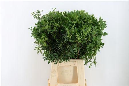 <h4>PISTA OV BLAD</h4>