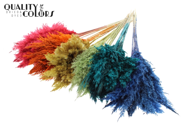 <h4>Pampas Grass 70cm 10st/bunch Mixed colours</h4>