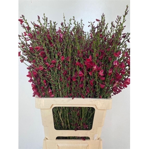 Cytisus Boskoop Ruby Red