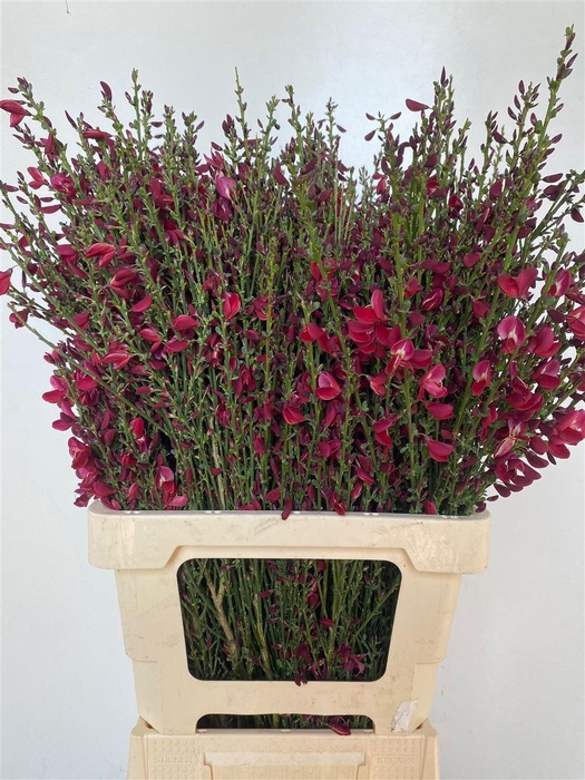 <h4>Cytisus Boskoop Ruby Red</h4>