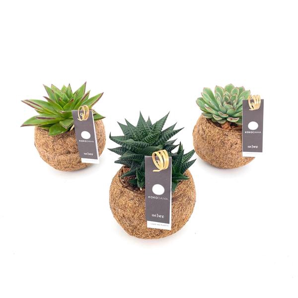 <h4>Kokodama Succulent Mix</h4>