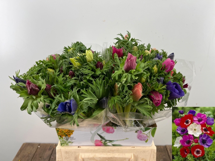 <h4>ANEM CO MAR GEM</h4>