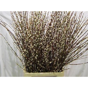 Salix Wilgenkatjes Vertakt