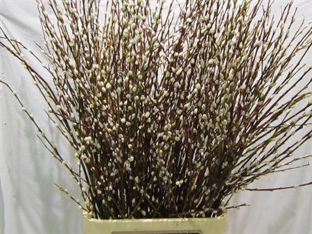 <h4>Salix Wilgenkatjes Vertakt</h4>