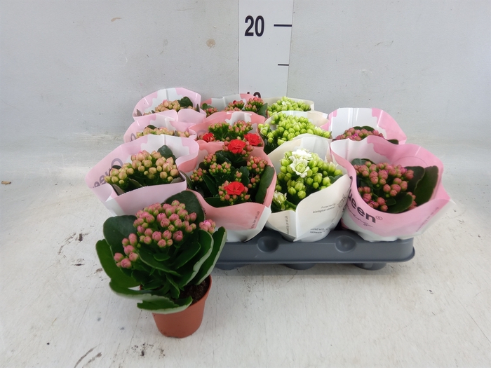 <h4>Kalanchoe blos.   ..rosebud mix  4</h4>