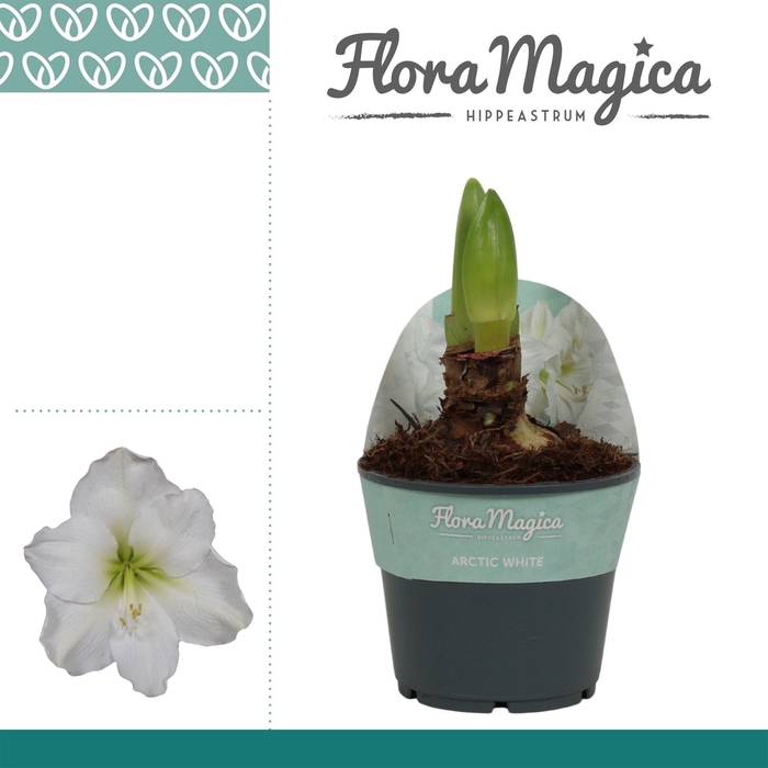 <h4>Amaryllis Arctic White 2 knop in Potkraag</h4>