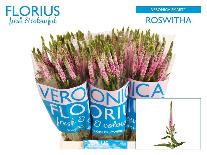 <h4>Veronica Smart Roswhita Florius</h4>