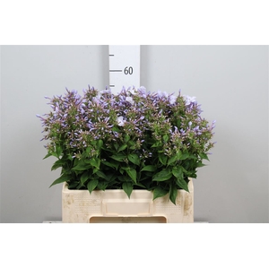 Phlox P Miss Lolita