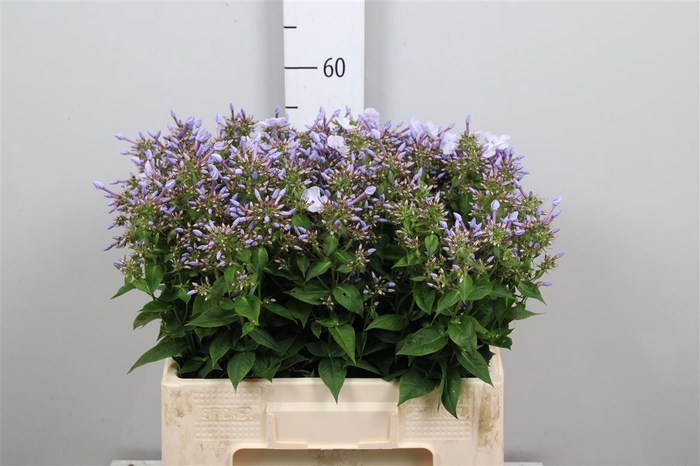 <h4>Phlox P Miss Lolita</h4>