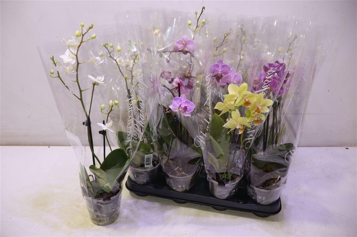 <h4>arr8 Phal Gem 4 Kl</h4>