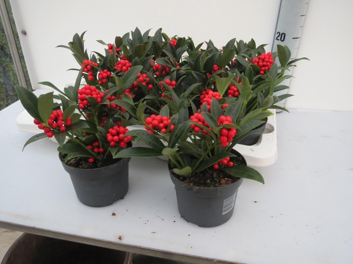 <h4>O'Berries Bold</h4>