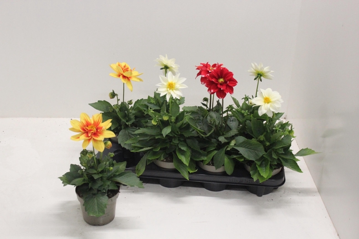 <h4>DAHL L ME GEM</h4>