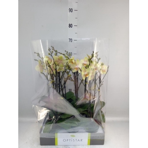 Phalaenopsis   ...yellow