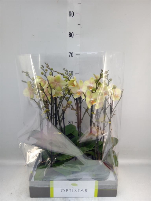 <h4>Phalaenopsis   ...yellow</h4>