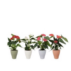 Anthurium 4 color mix in Carly autumn ceramics