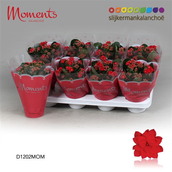 <h4>Kalanchoe Moments - Red</h4>
