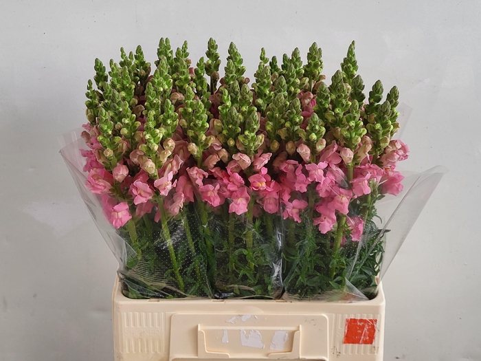 <h4>ANTIR POTO PINK</h4>