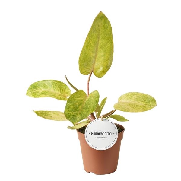 <h4>Philodendron overig</h4>