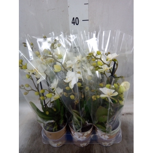 Phalaenopsis multi. 'Ant Zurich'