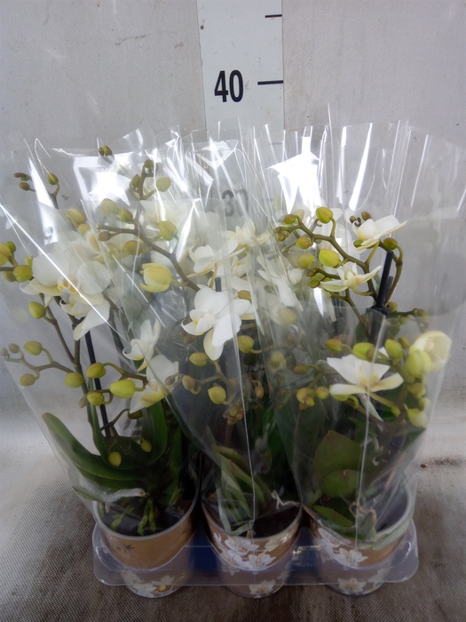 <h4>Phalaenopsis multi. 'Ant Zurich'</h4>