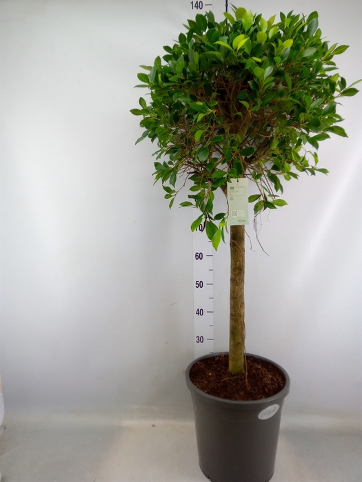 <h4>Ficus   ...</h4>