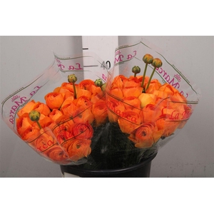 Ran Cl Su Lambada Ex