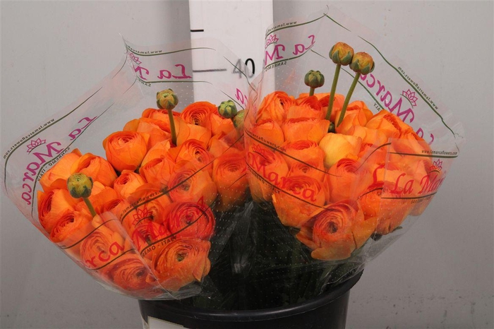 <h4>Ran Cl Su Mandarino Ex</h4>