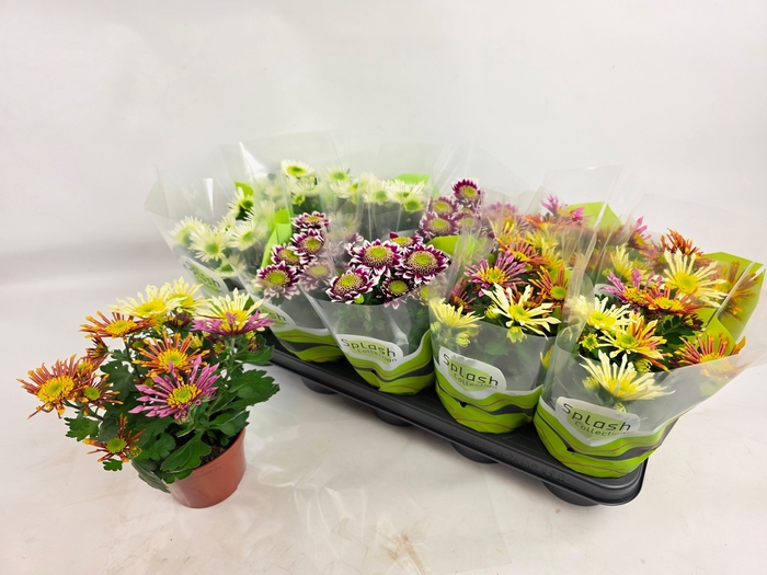 <h4>CHRYS SPLASH GEM</h4>