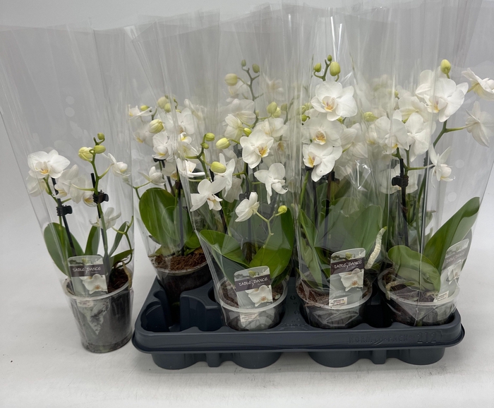 <h4>PHAL OV WIT</h4>