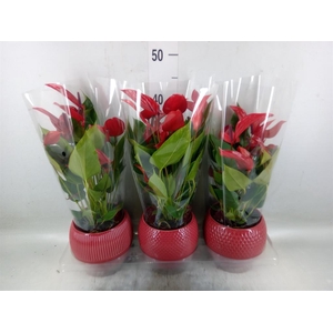 Anthurium  'Banderola Lava'