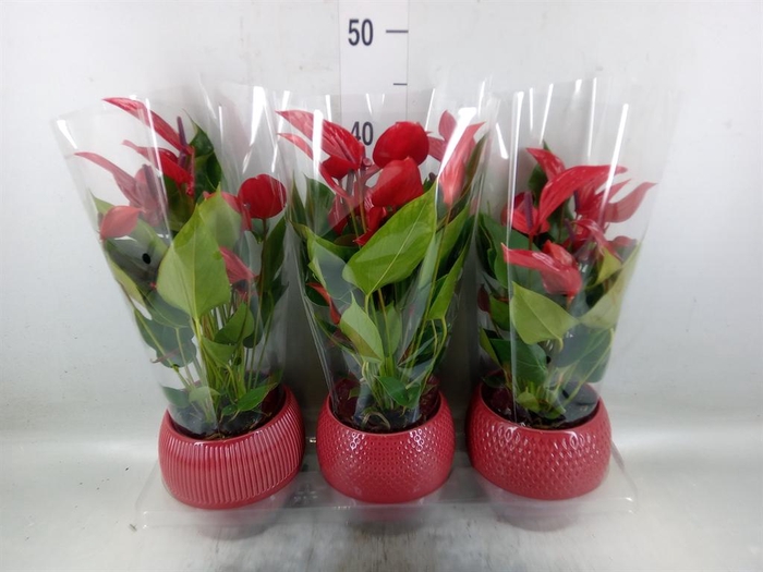 <h4>Anthurium  'Banderola Lava'</h4>