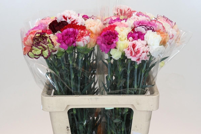 <h4>Dianthus St Mixed in Bunch</h4>