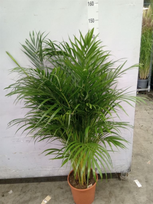 <h4>Dypsis lutescens   ...Chrysalidoca</h4>