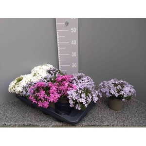 PHLOX SUBULATA