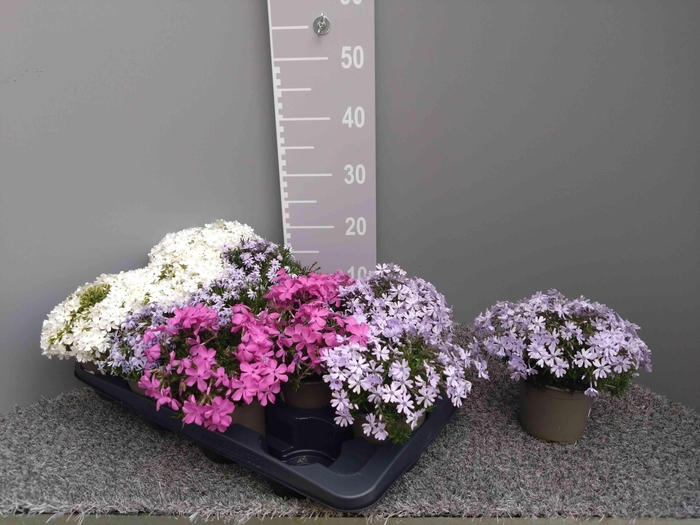 <h4>PHLOX SUBULATA</h4>