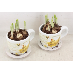 arr4 Narcis JS - Ker. mok met kip