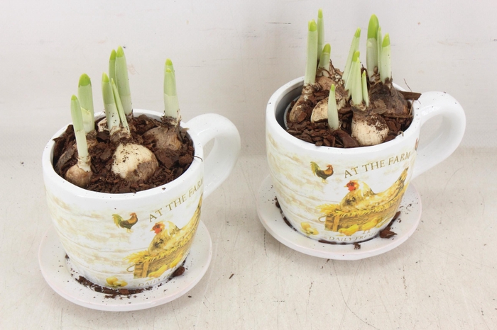 <h4>arr4 Narcis JS - Ker. mok met kip</h4>