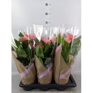 Anthurium andr. 'Pink Explosion'