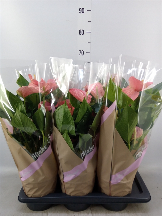 <h4>Anthurium andr. 'Pink Explosion'</h4>