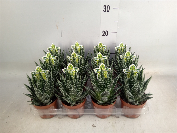 <h4>Aloe aristata 'Tiki Tahi'</h4>