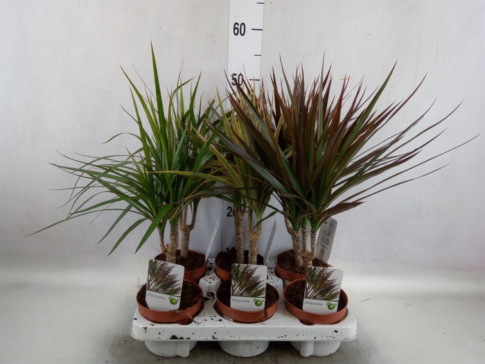 Dracaena