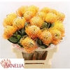 Leuco Soleil